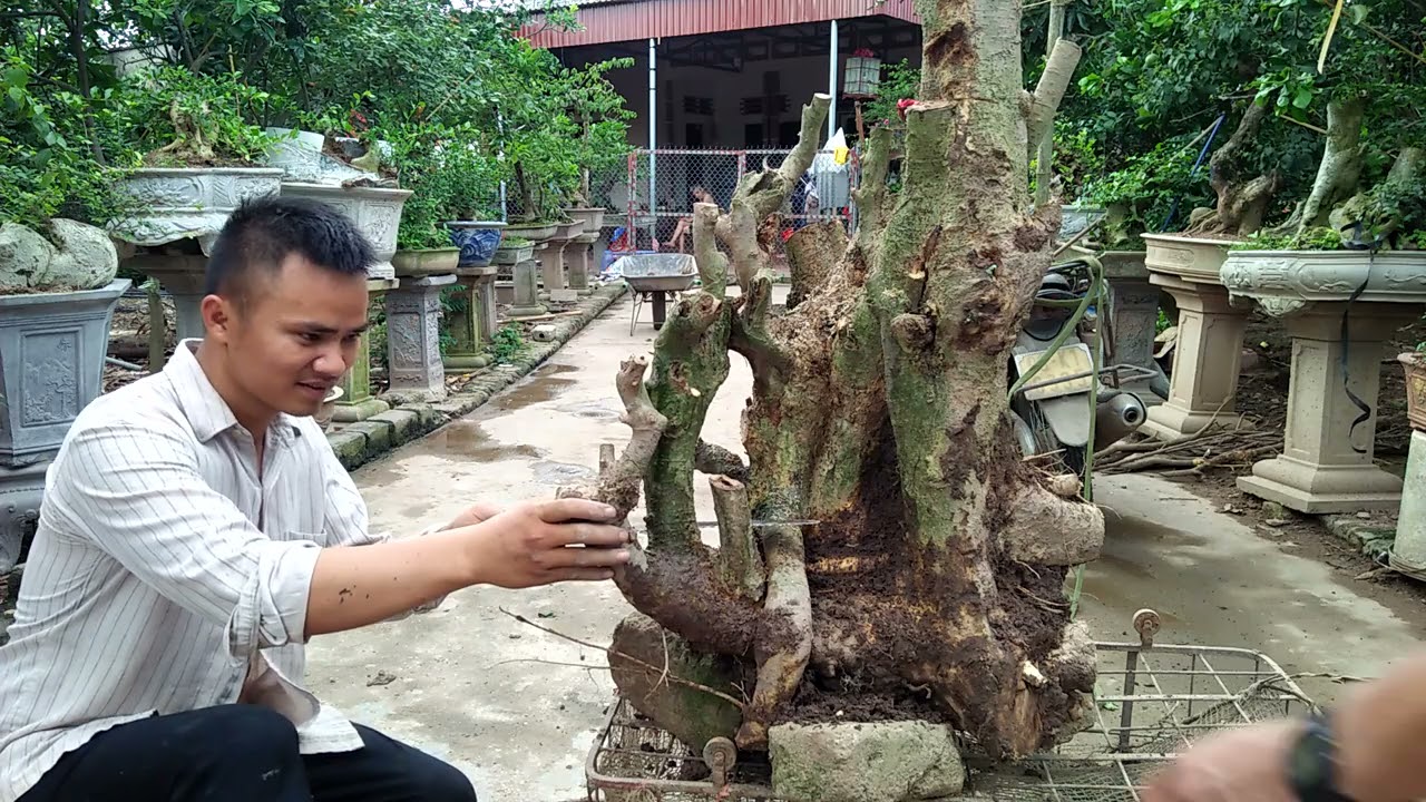 Hai chú - cháu làm phôi Duối mới khai thác.