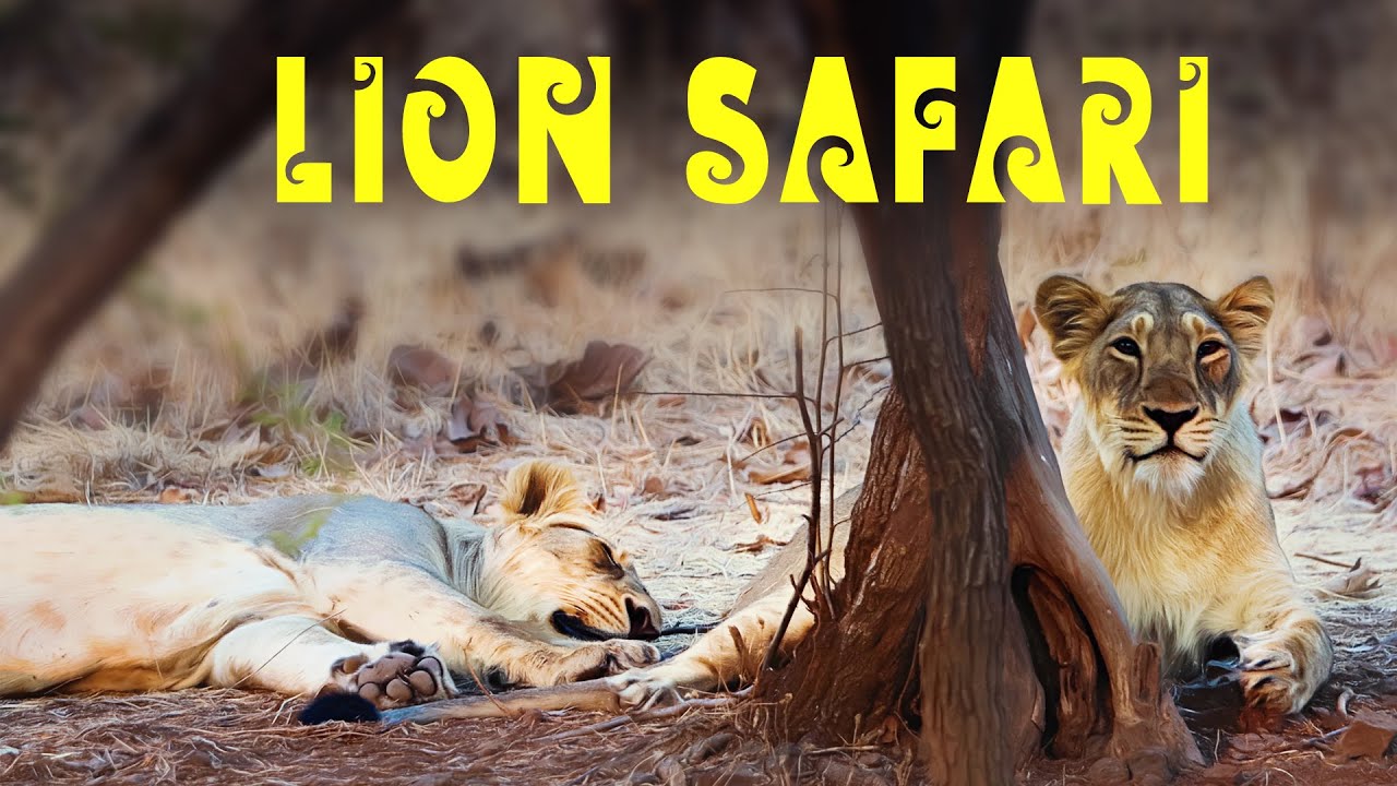 Searching for Lions at Gir National Park, Gujarat - 4K Video