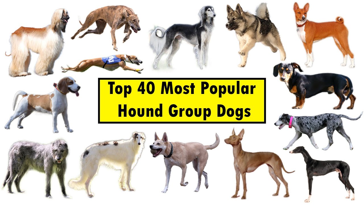 Top 40 Hound Group Dog Breeds