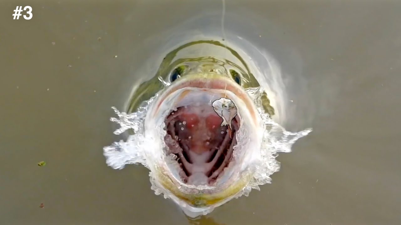 Top 10 Bass Blowups of 2019!