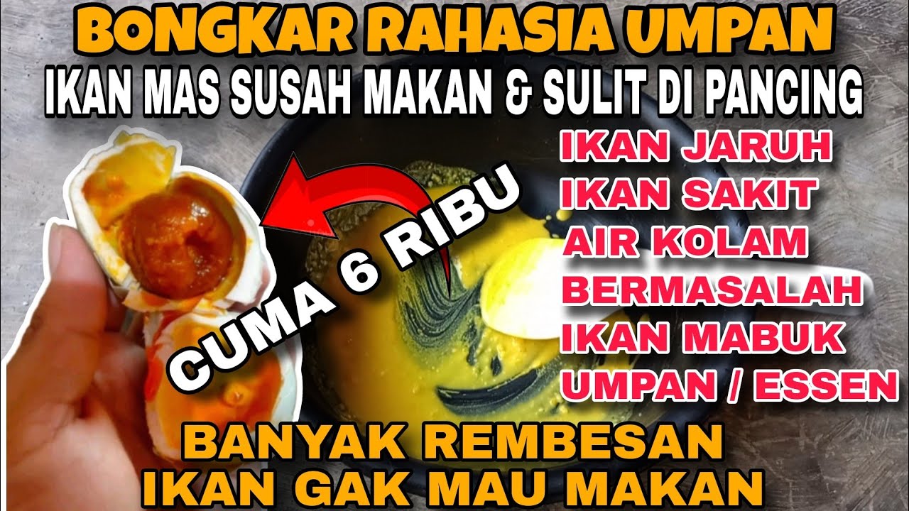 (Part 1) BONGKAR ..‼️ RESEP UMPAN & CARA MANCING IKAN MAS SUSAH MAKAN, DI JAMIN BERHASIL