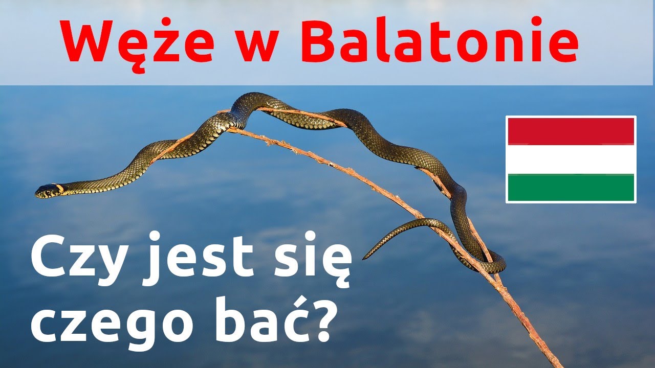 Węgry - Balaton. Węże w jeziorze. Czy jest się czego bać podczas kąpieli?