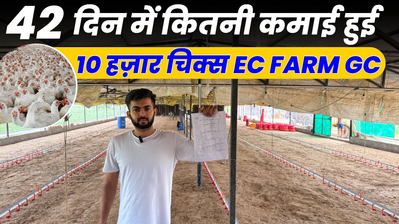 10000 Chiks Ec Poultry Farm Final GC,42 Day कमाई Ec Farm Business Plan 