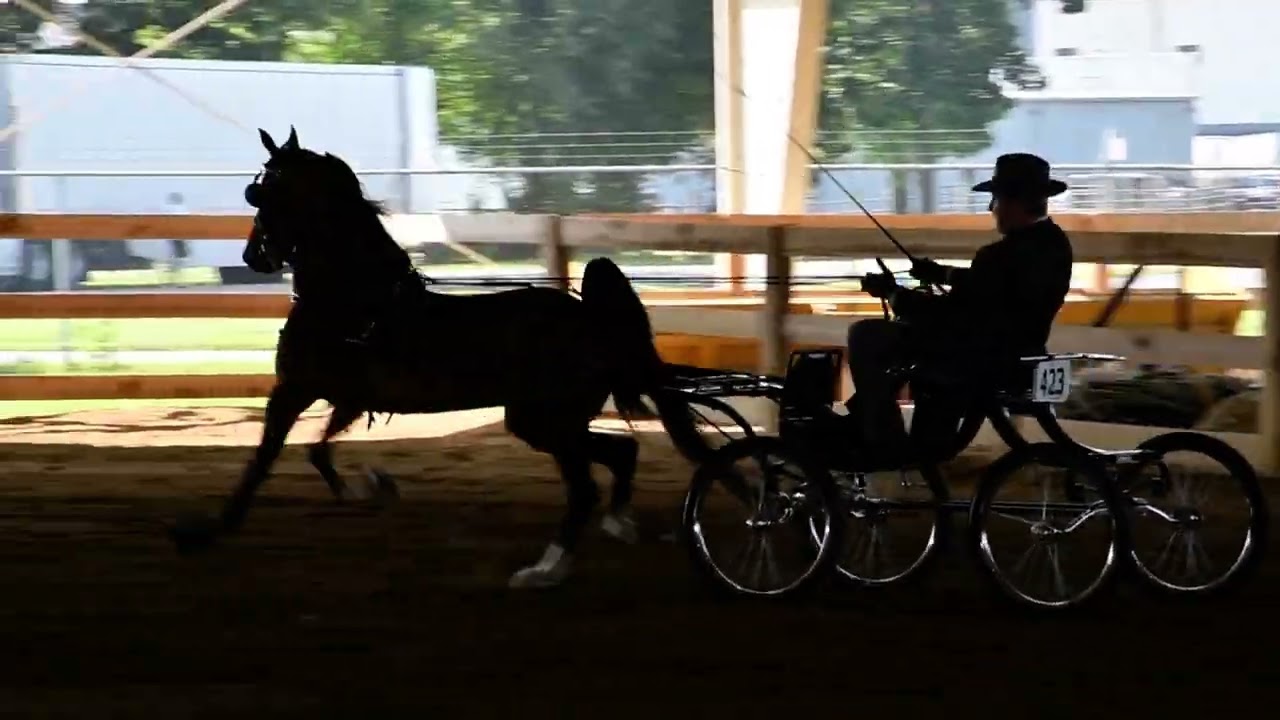Steve in Class 73 - Hackney Harness Pony, Open at Dayton Horse Show in Springfield OH on Aug 1, 2025