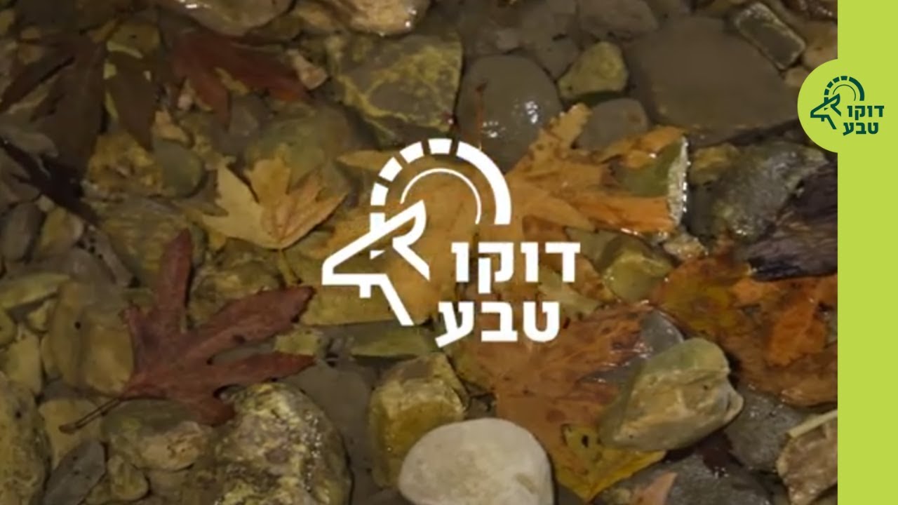 דוקו טבע: מצילים את נחל בצת