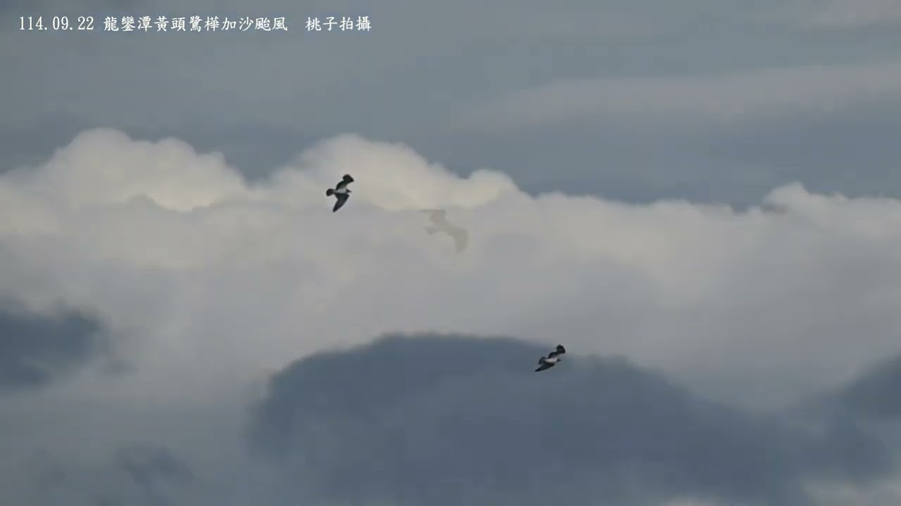 114 09 22 龍鑾潭黃頭鷺樺加沙颱風