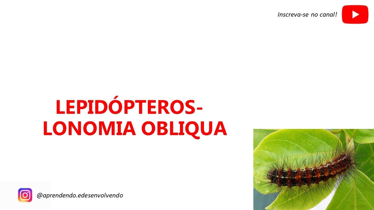 LEPIDÓPTEROS - LONOMIA OBLIQUA (TATURANA) - TUDO O QUE VOCÊ PRECISA SABER!