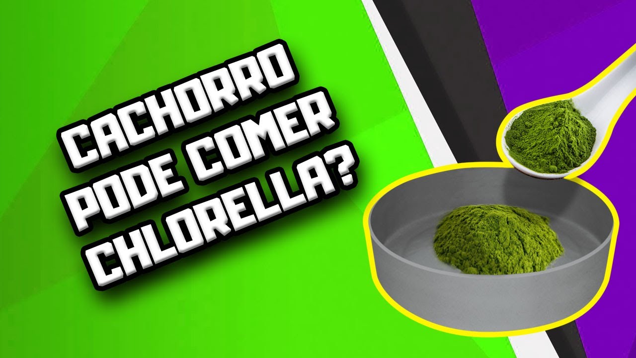 Chlorella para Cães | Dr. Edgard Gomes | Alimentação natural para Cães