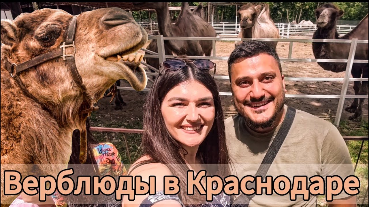 Верблюды в Краснодаре. Краснодар. Краснодарский край. VlogFamily. Vlog - RUSSIA