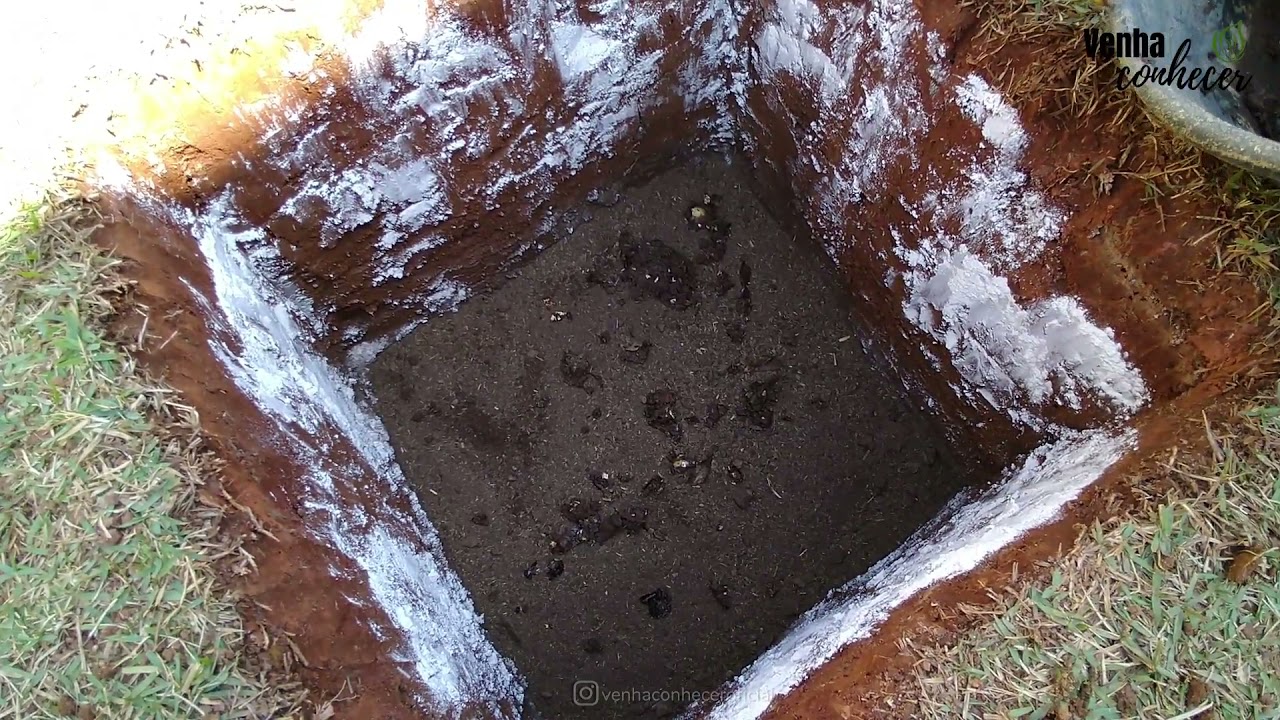 Como plantar coqueiro anão na terra
