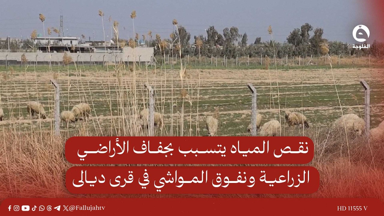 نقص المياه يتسبب بجفاف الأراضي الزراعية ونفوق المواشي في قرى ديالى #قناة_الفلوجة #أخبار