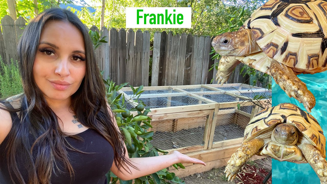 Outdoor Enclosure for my TORTOISE! (Part 1)