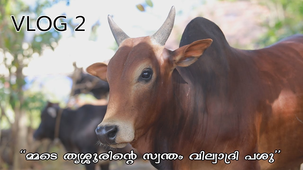 വില്വാദ്രി പശു | VILLUADRI COW | നാടൻ പശു വളർത്തൽ | Nadan pasu | നാടൻ പശുക്കളുടെ ലോകം | NADAN PASHU