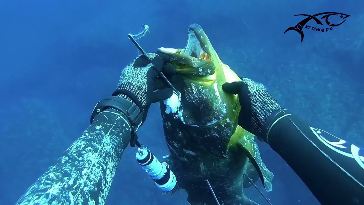صيد سمك الميرو ..chasse sous-marine algerie