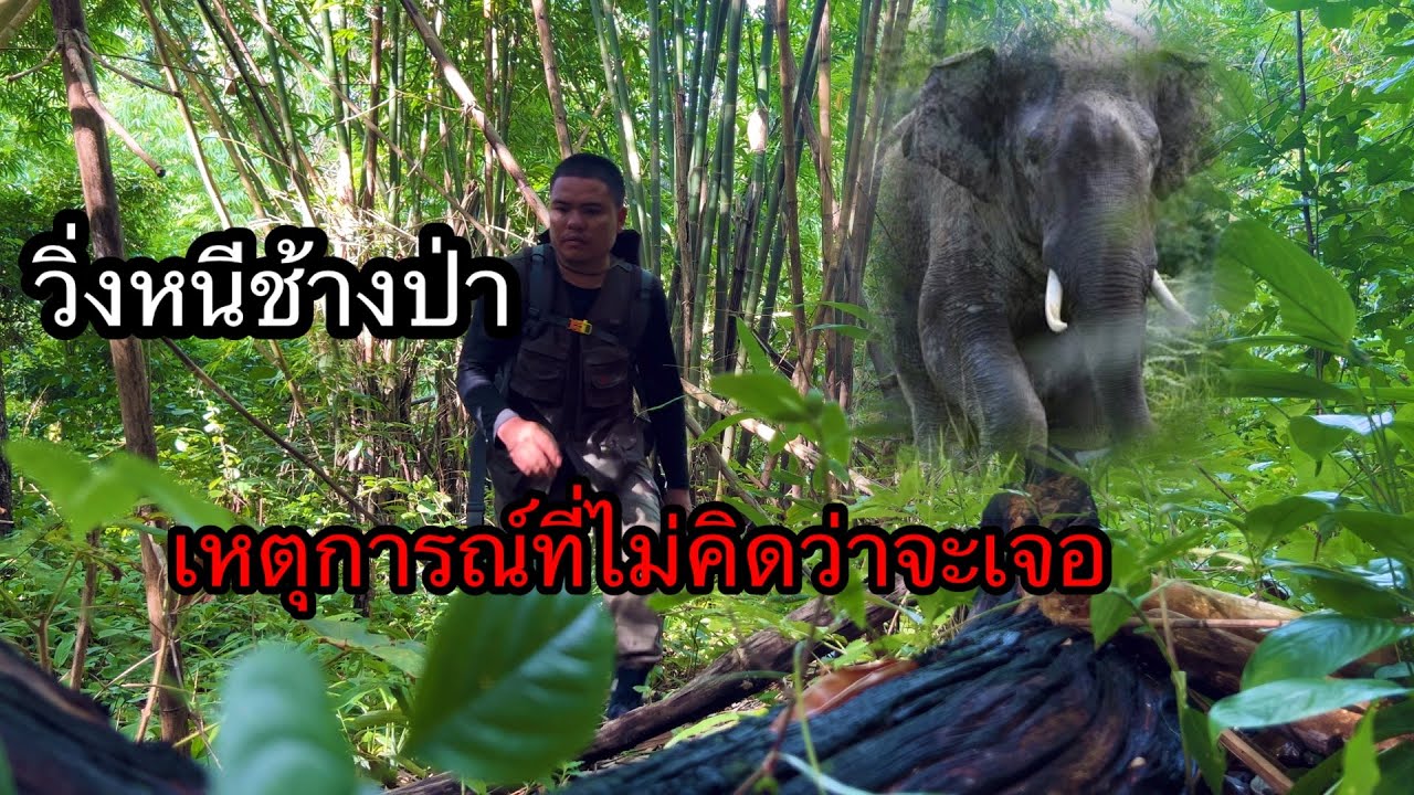 เหตุการณ์ไม่คาดคิดหนีสุดชีวิต ช้างป่า แต่โชคดีเจอคนเดินป่าตอนกลางคืน