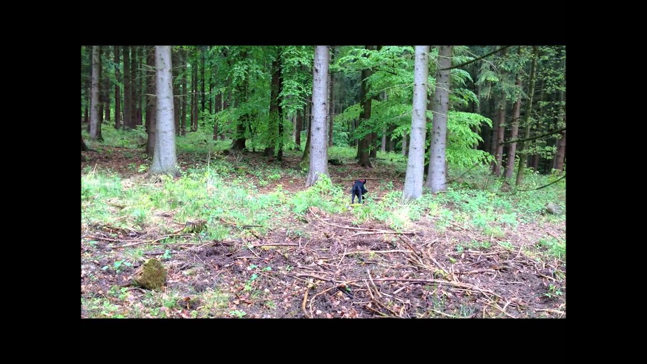 &Uuml;bung Federwildschleppe