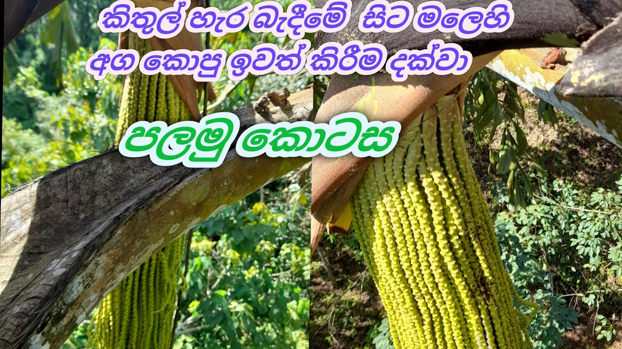 කිතුල්  ගසක් හැර බැදීමේ සිට මලෙහි  කොපු ඉවත් කිරීම  දක්වා/kithul mal medeema/Monik Tilan