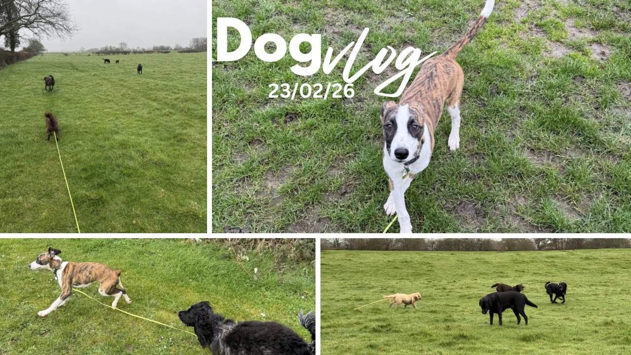 There’s a new boy in town! A day in the life of a dog walker 🐾
