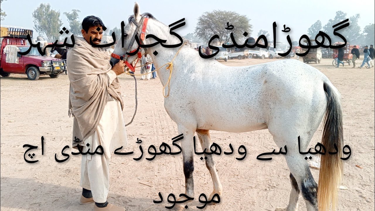 گھوڑامنڈی گجرات شہر/Gujarat /Market /horse market /gujarat city /Punjab Mandi /Gujaratmandi/god
