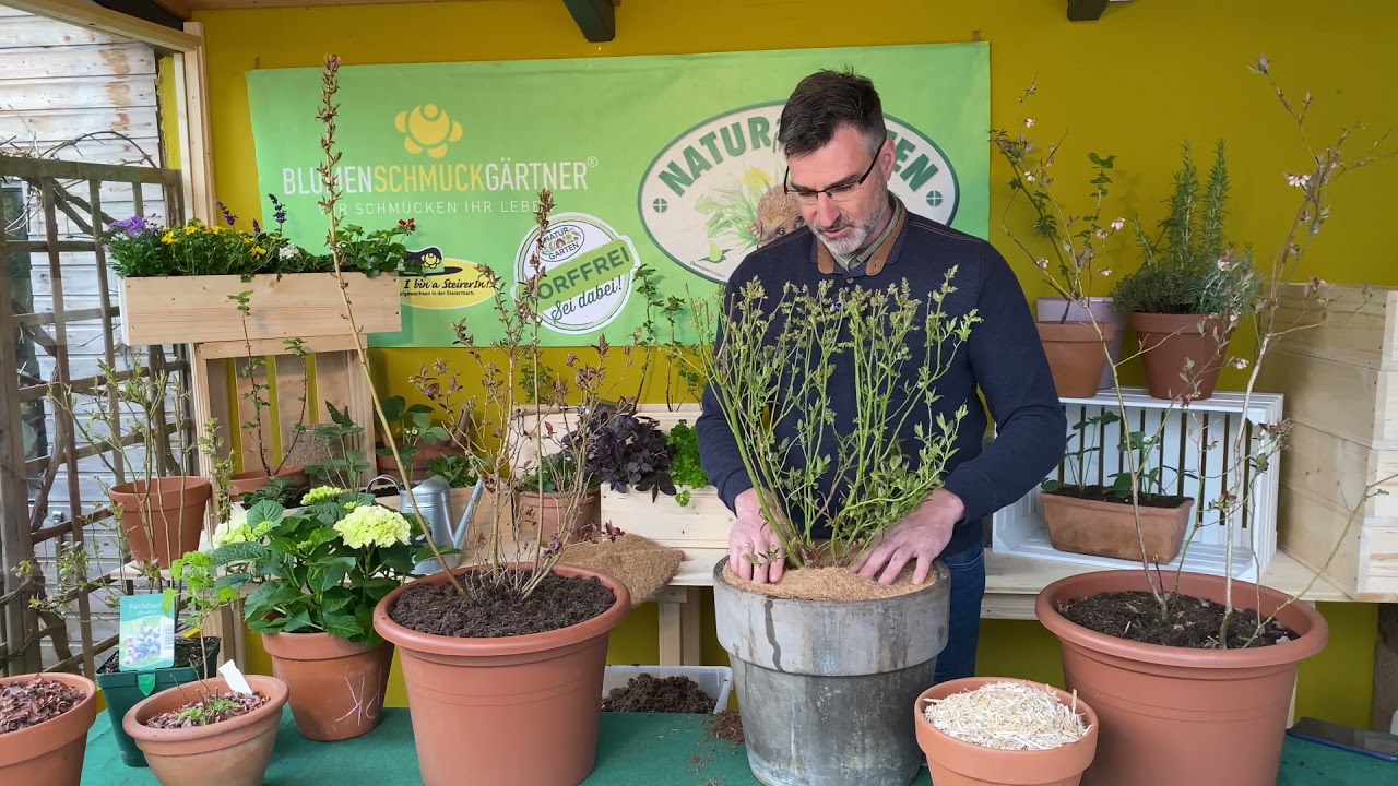 Heidelbeere, die Gartenpflanze des Jahres