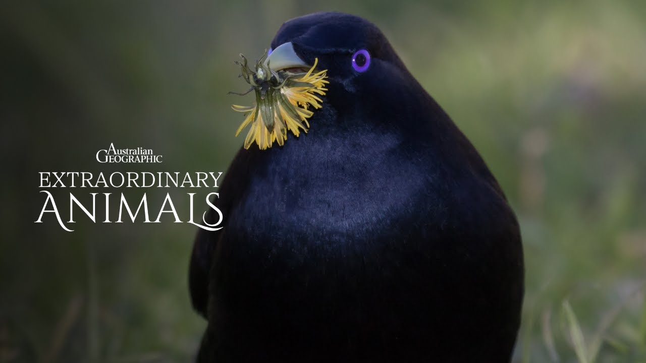 Extraordinary Animals: Satin bowerbird