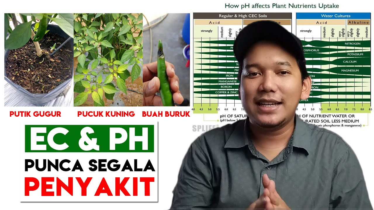 [ BASIC 3# ] Tips tanaman sihat, berbuah lebat dan tahan penyakit | pH nutrient availability