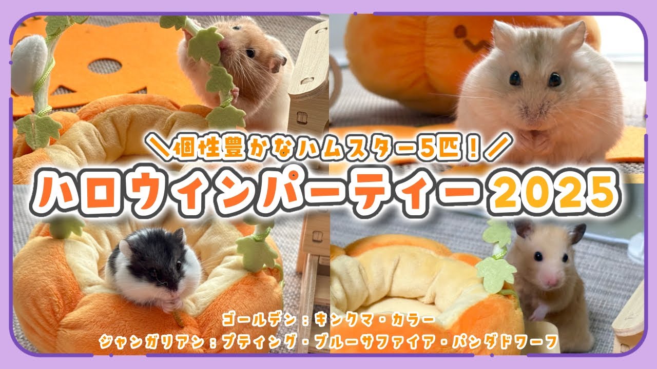🎃ハロウィンパーティー2025！👻 個性豊かな#ハムスター 5匹🐹 ┊ #キンクマ ┊ #ブルーサファイア┊ #ゴールデンハムスター ┊ #ジャンガリアンハムスター ┊︎