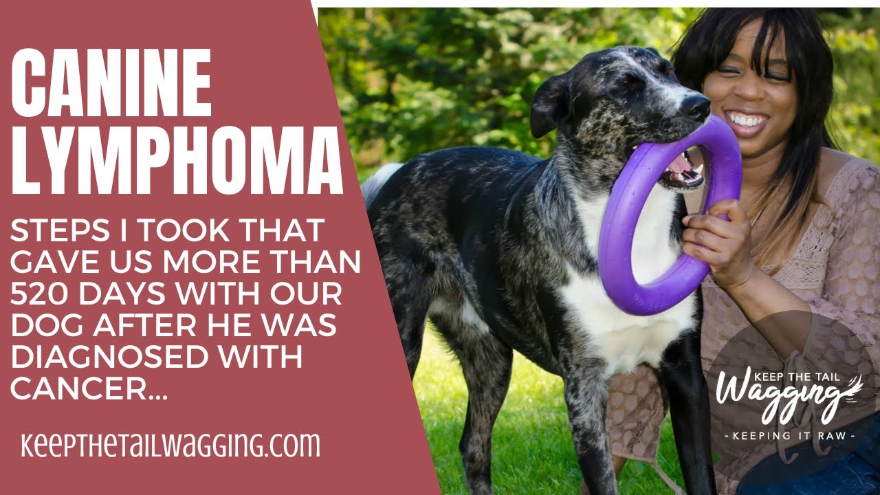How We Got More than 520 Days after a Canine Lymphoma Diagnosis