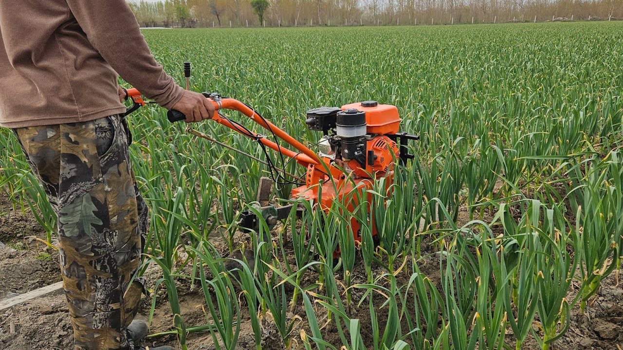 Занжирли мотоблокда Чеснокга 🧄агат олиш ва култиватция  қилиш.  마늘 Garlic  种蒜 Chesnok