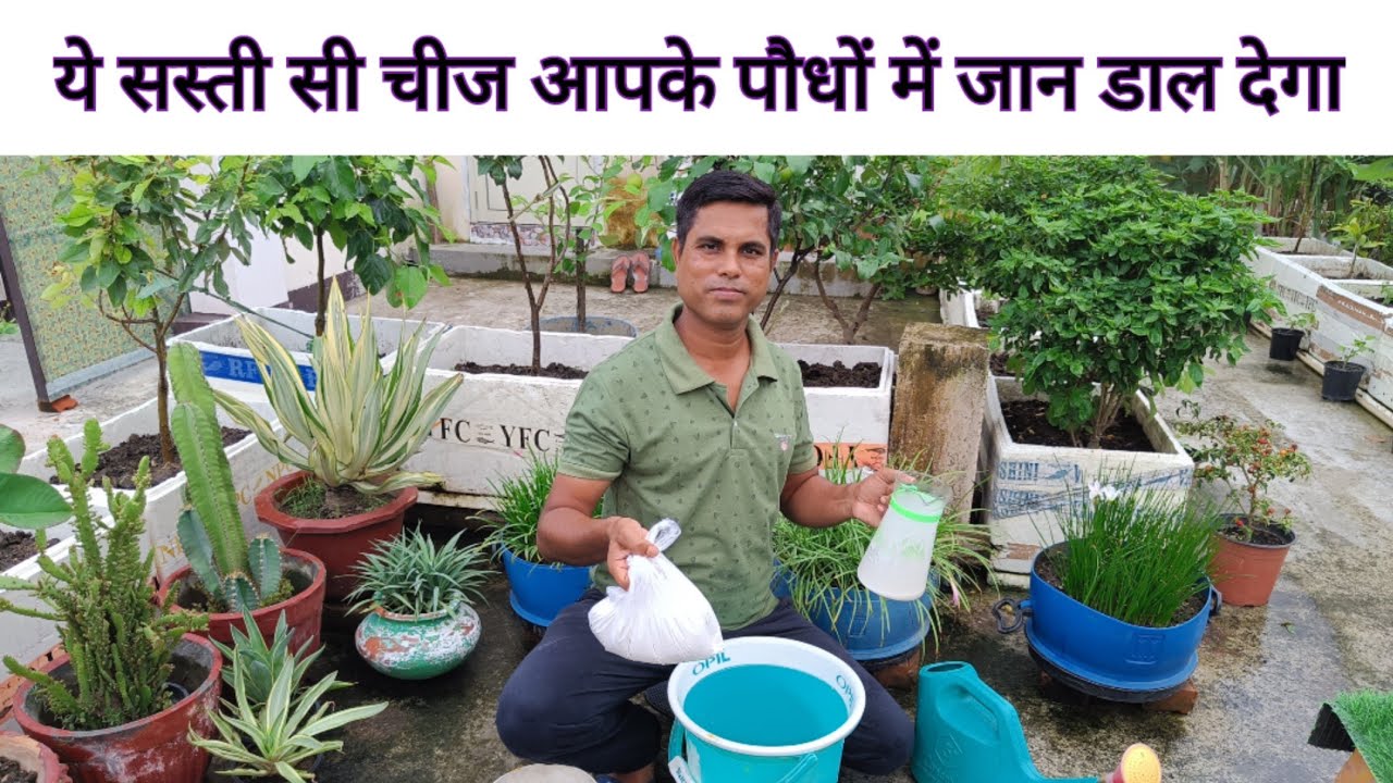 Paude me chune ka prayog kaise kare How to Use Chuna Lime Stone in Plants