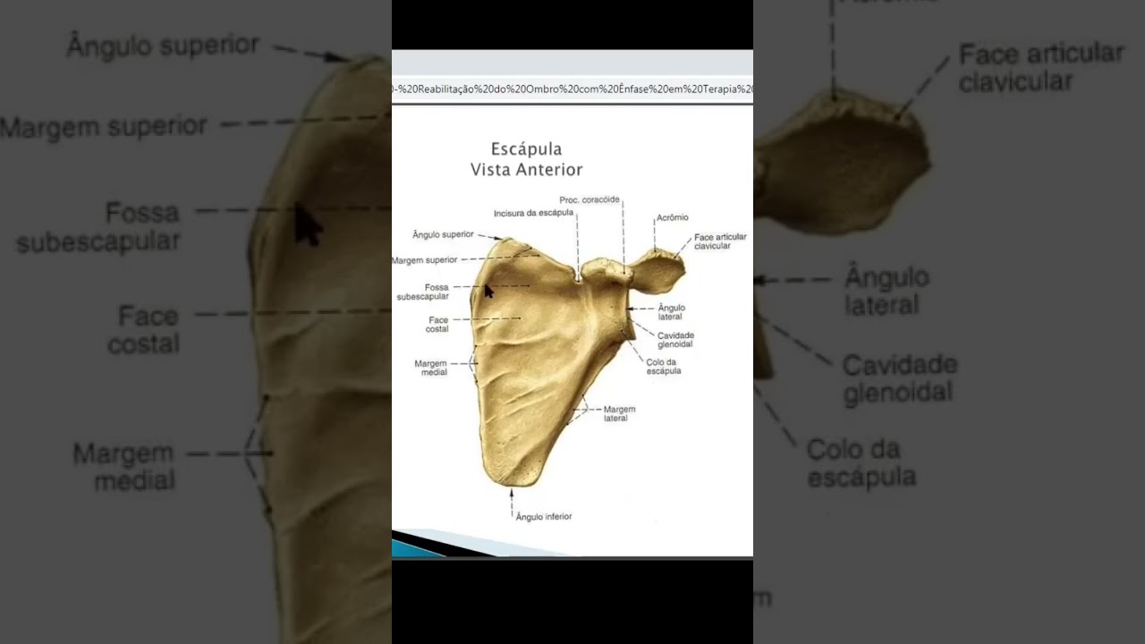 Escápula - Acidentes Anatômicos