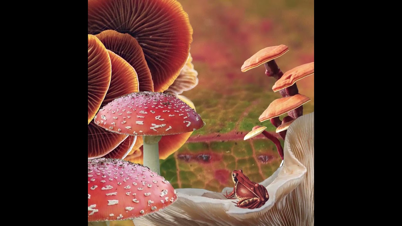 Coral enCantos - CARACOL - MUNA ZUL. Desgrabaci&oacute;n: Daniel Caronni