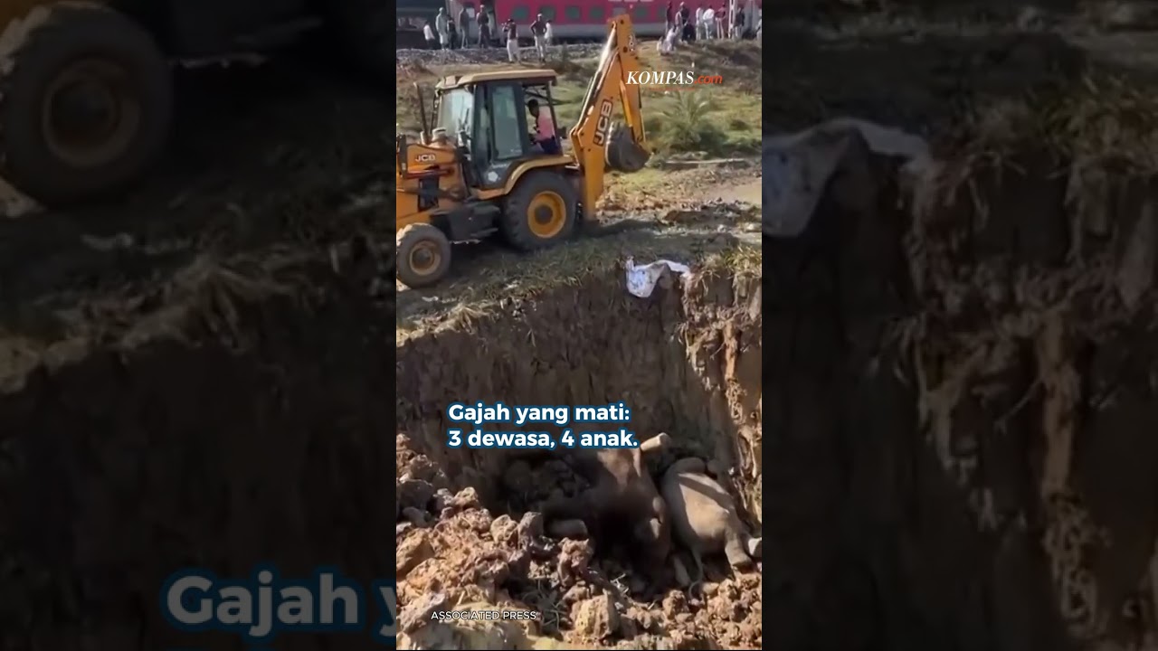 7 Gajah Mati Tertabrak Kereta Api Ngebut di India