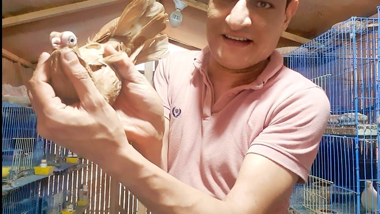 مرض العين وخطورته على الحمام والعصافير وبقية الطيور الاعراض والعلاج اللى عاوز تركيز الحق طيورك بسرعة