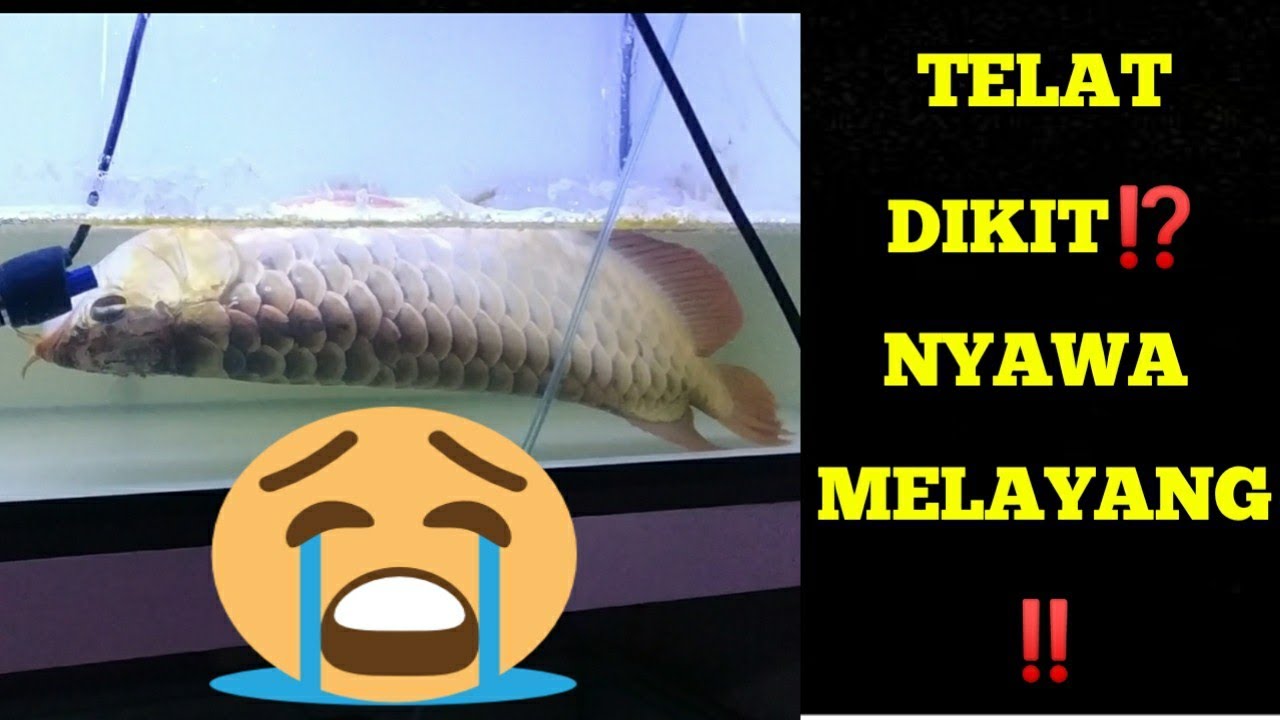 ♨️HANYA 5 MENIT ‼️MENGATASI ARWANA BERENANG TERBALIK ⁉️#arowana #superredarwana #fish #predatorfish