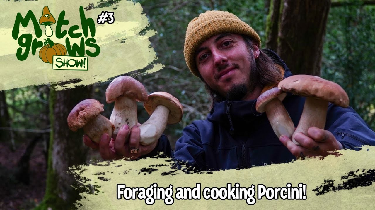PORCINI MUSHROOM (boletus edulis)