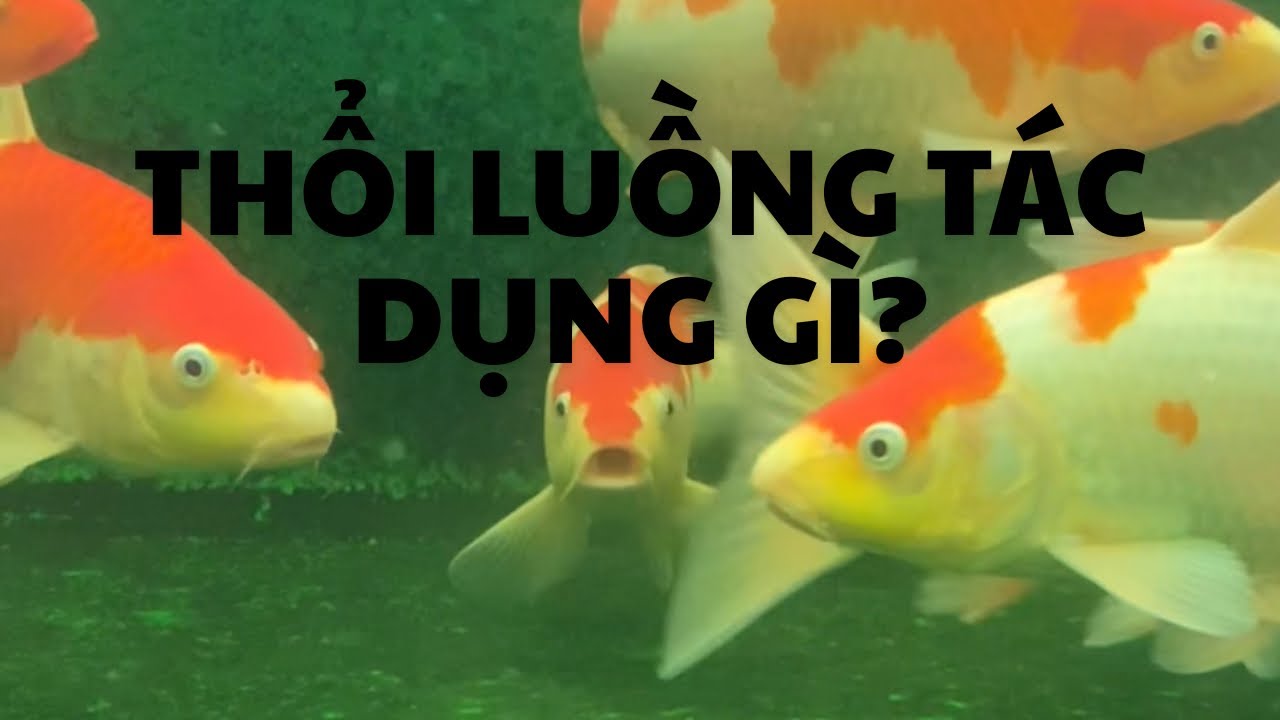 Thổi luồng tác dụng gì trong hồ Koi?