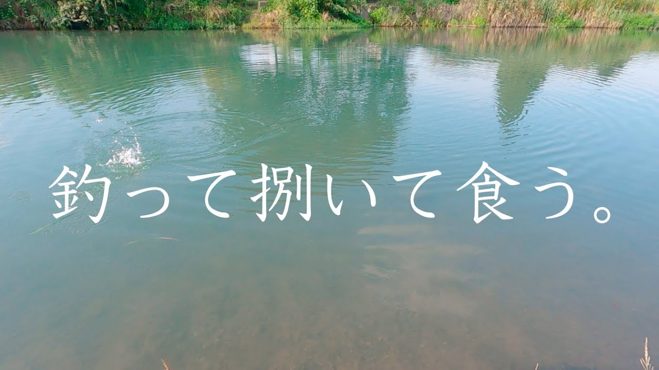 川魚を釣って捌いて食う。【ニゴイ】【ブラックバス】【魚さばき方】Fishing carp, blackbass