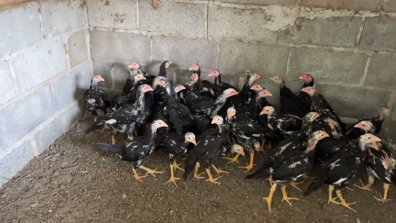 ฟาร์มอนุรักษ์และเพาะพันธุ์ไก่เหลืองหางขาว โสภณฟาร์มไก่เหลืองหางขาว ไก่มงคล ไก่อนุรักษ์ ไก่สวยงาม