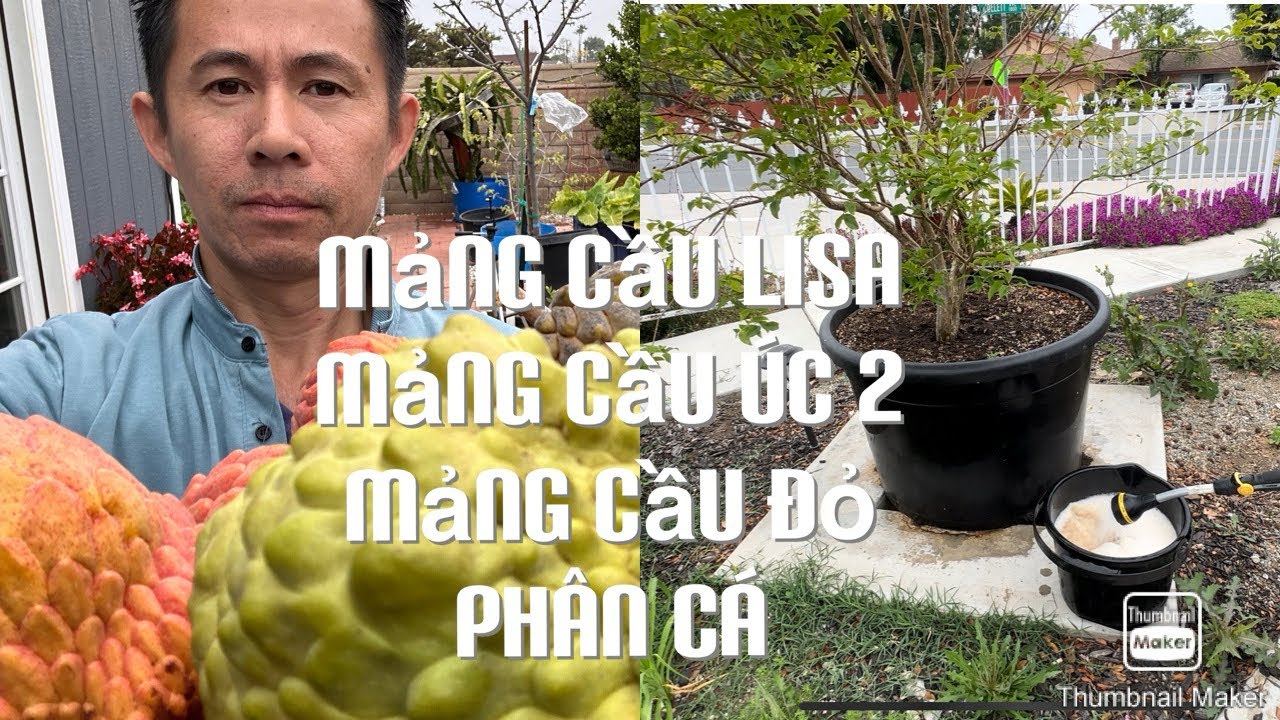 Thu Hoạch Mảng Cầu Cuối Mùa Và Bón Phân Cá Cho Những Cây Mình Thích tt655