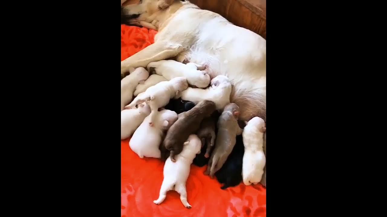 Dogbaby100k Live Stream