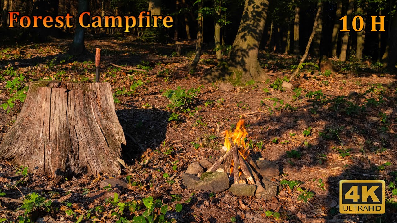 4K 🔥 Golden Hour Forest Campfire - 10 HOURS of ASMR Sounds