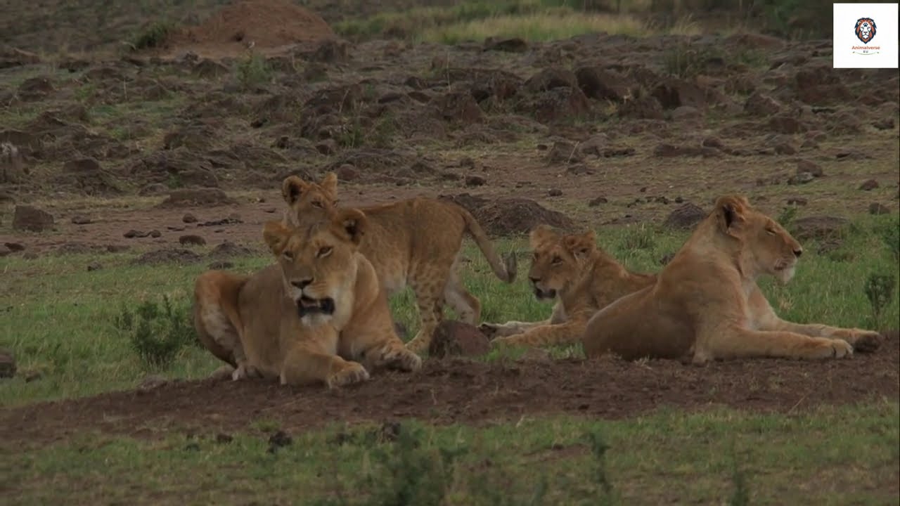 สิงโต – ราชาแห่งทุ่งหญ้า