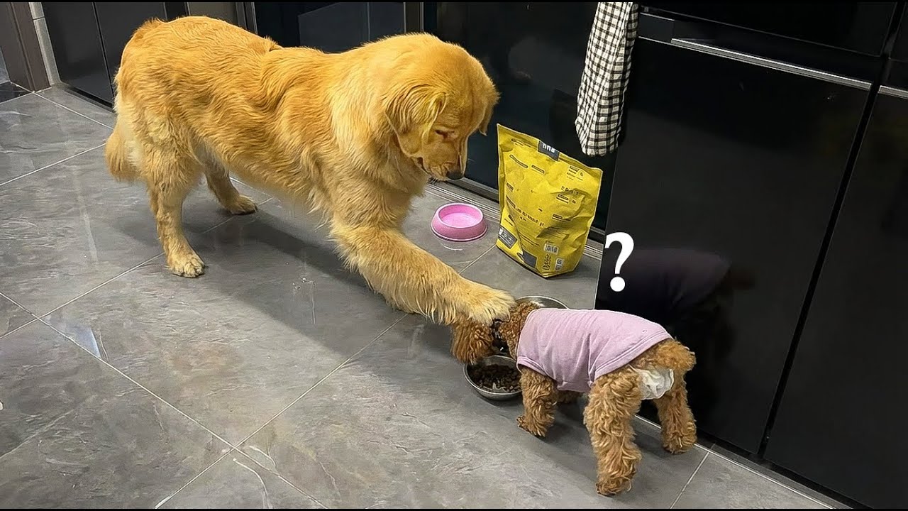 Funny Golden Retriever Moments😂That Will Make You Laugh #funny #dog