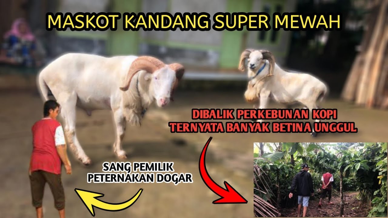MASKOT KANDANG DOMBA SUPER MEWAH BESERTA JAJARAN HARTA KARUNNYA
