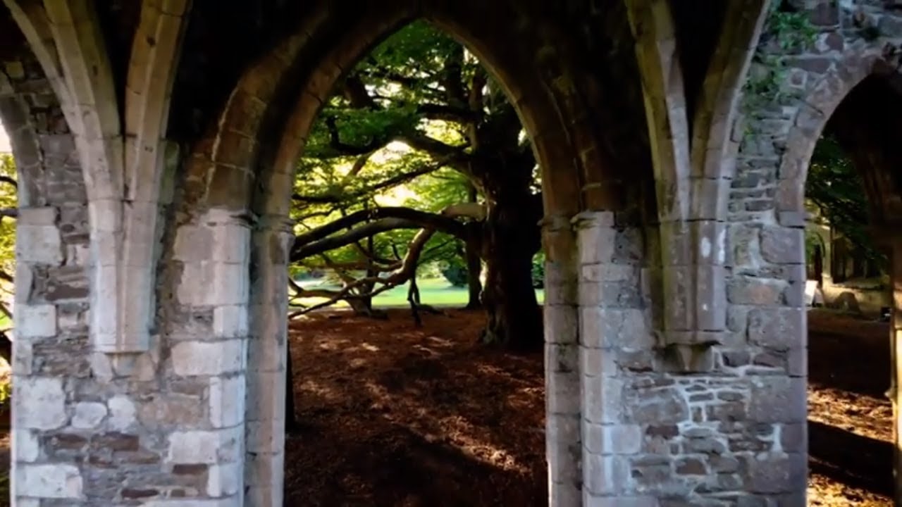 Wales' Tree of the Year 2020 -  The Chapter House Tree
