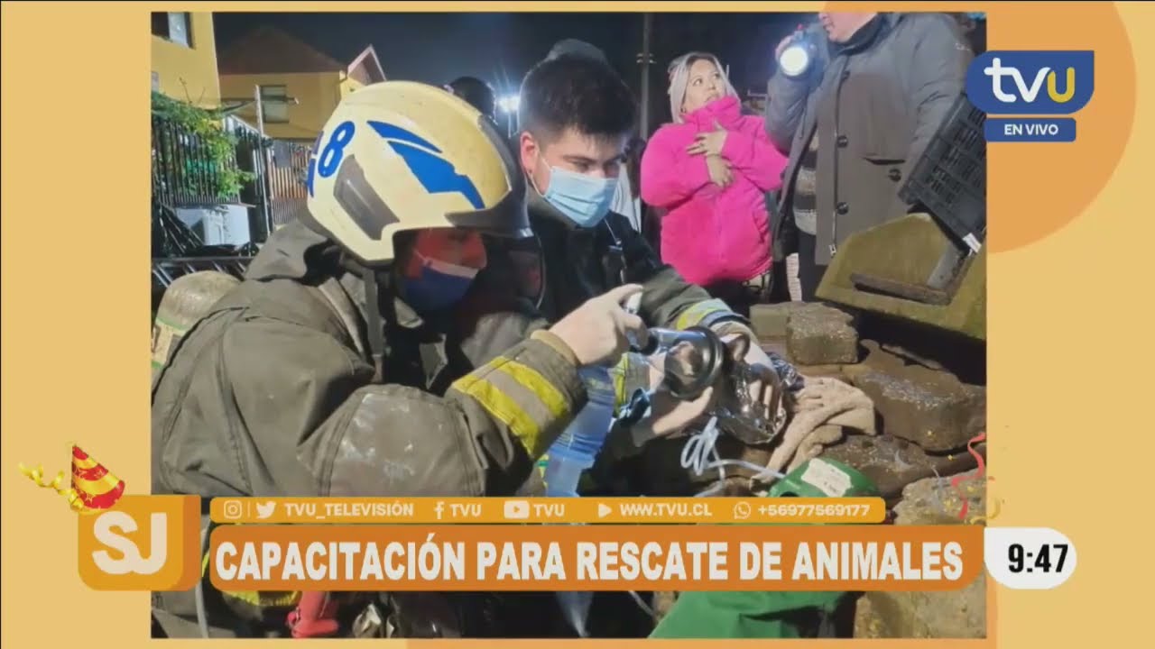 ¿Cómo se realiza un rescate animal en medio de una emergencia? Bombero lo explica