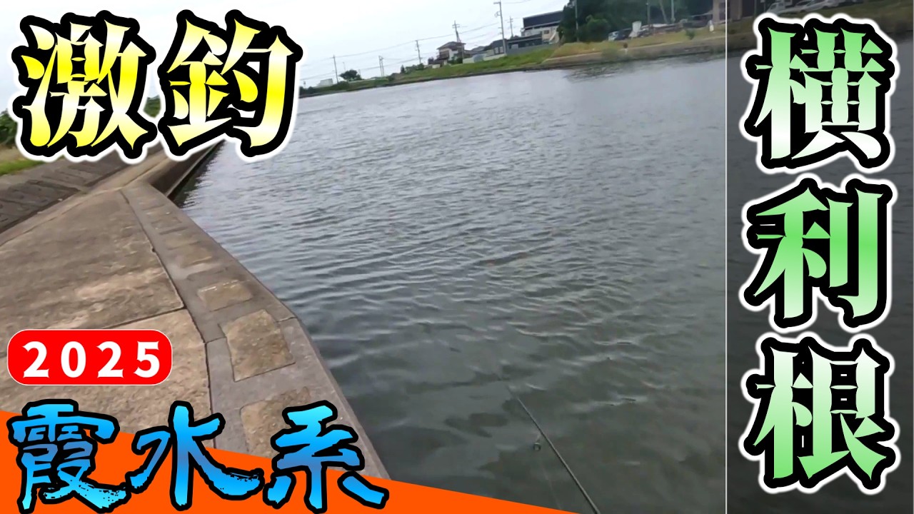 【バス釣り】【霞ヶ浦】ついに爆釣モード突入_梅雨前に釣れすぎて笑っちゃう