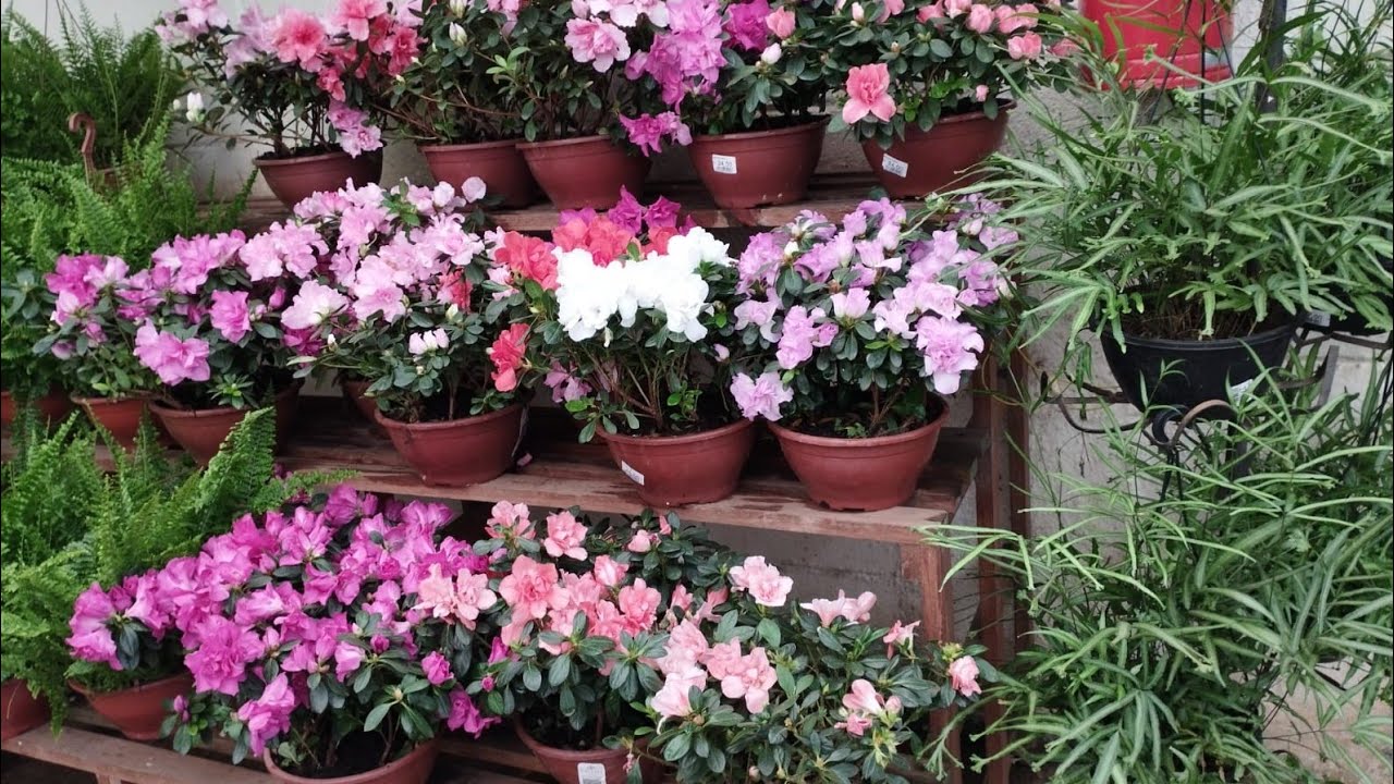 GALPÃO DAS PLANTAS, ITAQUERA LINDAS ORQUÍDEAS, CACTOS E SUCULENTAS #plantas #orchid#azaleia #