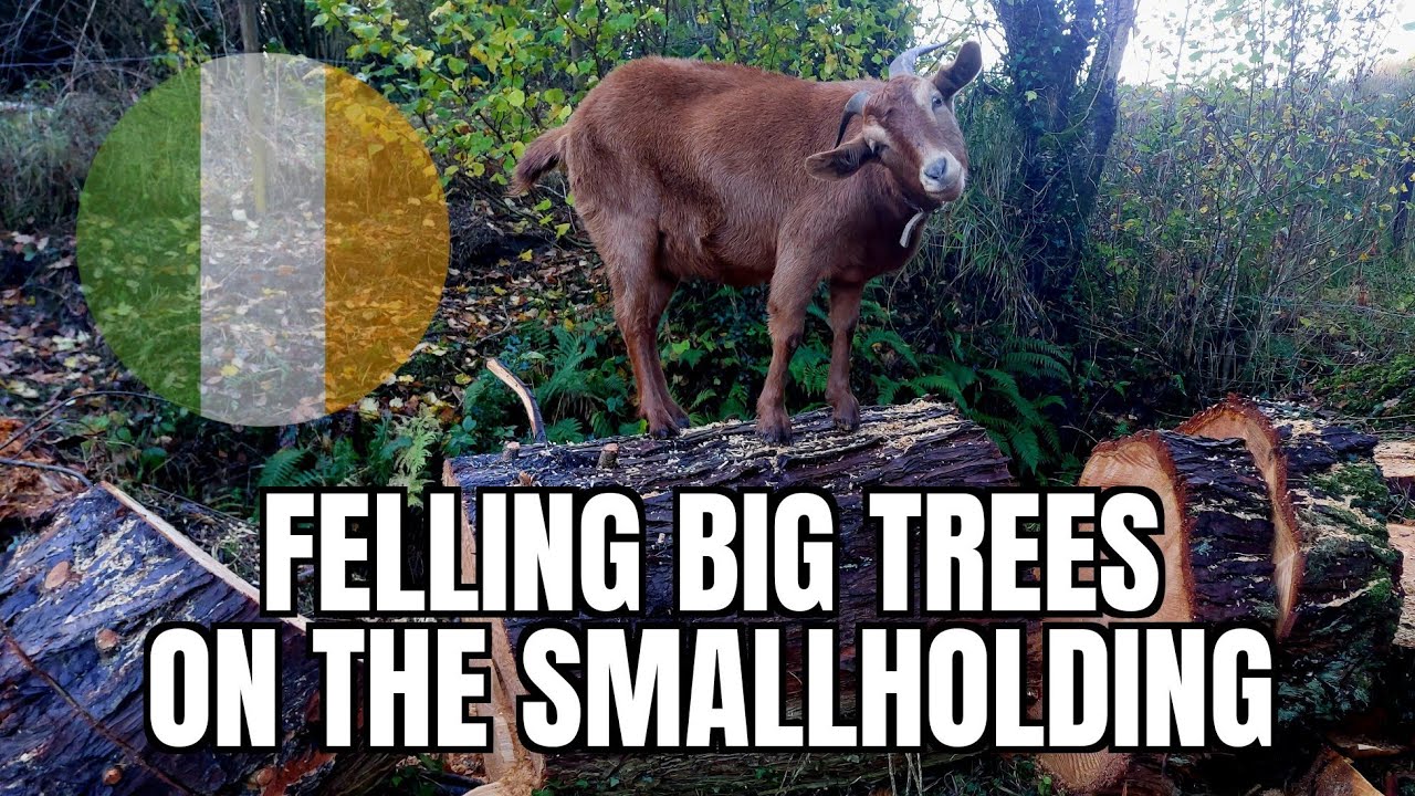 Ep 2. Felling big trees on the smallholding.